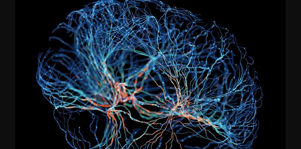 Brain neurons