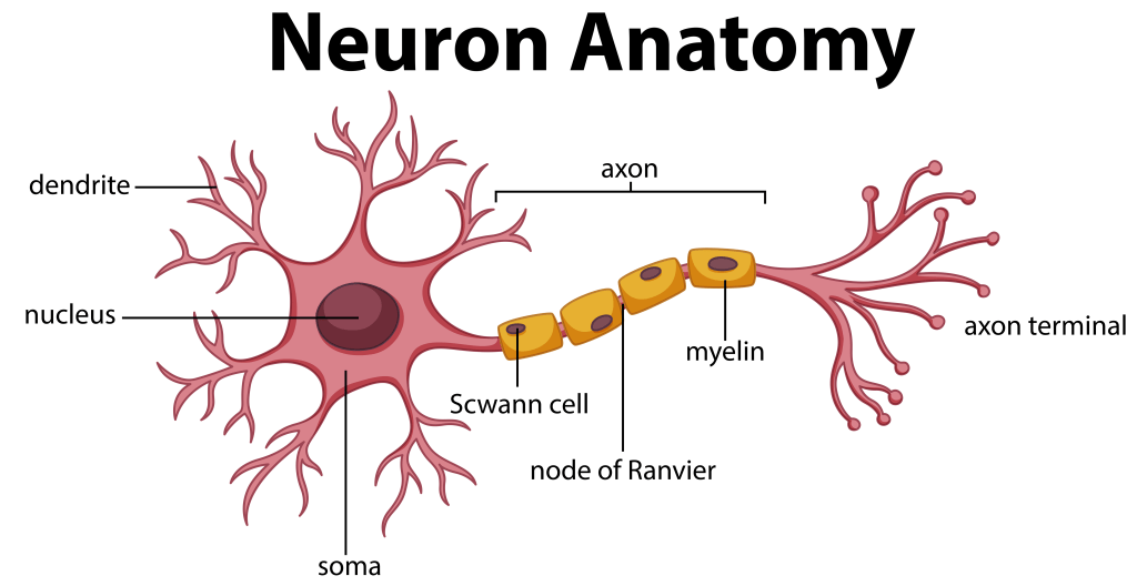 Anatomy of The Neuron